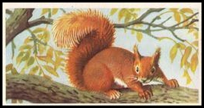 20 The Red Squirrel